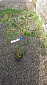 楽天市場 ソヨゴ 鉢植えの通販