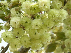 ̕cy{Yہz@3.5|bgӂ傫ȉF̂Ԃ炩锪d炫i炫Iɂ͒SԂԐFωĂ܂ITN̕cy܂炰񂼂z@3.5
