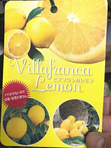 レモンの苗【ビアフランカ】4号ポット　トゲが少なく、とても育てやすい品種です！コンパクトに仕立てられるので、狭い場所や鉢植えでも栽培がしやすいです強健で無農薬栽培も可能な品
