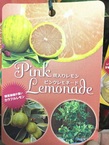 レモンの苗【ピンクレモネード】4号ポット　斑入りの葉で、実にはグリーンのストライプに、果肉はピンク！カラフルで観賞価値の高い品種です♪斑入りレモンの苗【ピンクレモネード】接