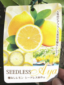 楽天市場 レモン 苗 品種の通販