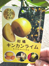 楽天市場 キンカン 鉢植えの通販