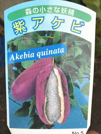 楽天市場 あけび つるの通販