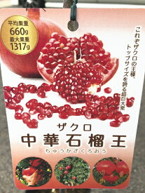 楽天市場 ザクロ 苗の通販