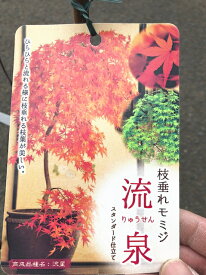 しだれモミジの苗　流泉　5号ポット苗　【もみじ】ひらひらと流れるように枝垂れる枝葉が美しい品種春は黄緑、夏は濃緑、秋には橙色へと変化紅葉します☆しだれモミジの苗　流泉　5号ポット　【枝垂れモミジ】