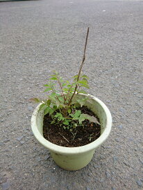 ノウゼンカズラの苗3号ポット暑い夏のお庭をオレンジ色のお花で爽やかに♪アーチやフェンスなどに絡ませて仕立てるのがおすすめ！昔から愛されてきたつる植物です