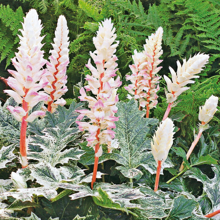 アカンサスモリス【タスマニアンエンジェル】  3号ポットクリーム色の斑入りの葉とピンク色とクリーム色の２色の花が特徴です！手間がかからない、放任栽培OKの宿根草です♪アカンサスの苗 3.5号ポット  ファーム フローラル