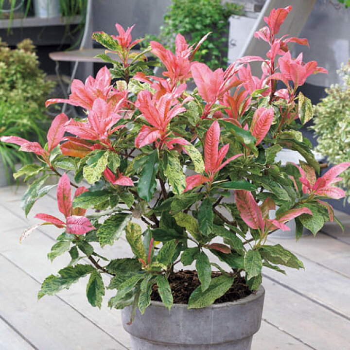 楽天市場 オオカナメモチの苗 ピンククリスピー ５号ポット抜群の耐寒性と耐病性 フラミンゴカラーの新葉と斑入り葉が美しい直立性常緑低木種ですガーデニング 庭木 生垣 植栽 常緑 ファーム フローラル