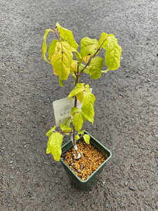 낤΂̕c@4|bgƁÂ悤ɊۂAN₩ȉF̂Ԃ͂łIEoC X~  ϊ