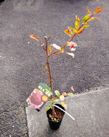 楽天市場 きよう すももの通販