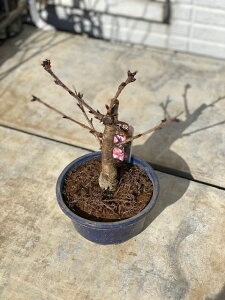 桜 鉢植えの通販 価格比較 価格 Com 桜 鉢植えの通販 価格比較 価格 Com