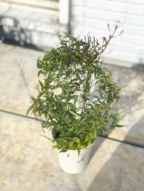 楽天市場 ハゴロモジャスミンの通販