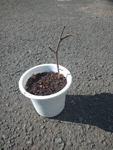 ̕c@y{z@4ȐAȂ̂ŁAyɍ͔|ł܂IxōɊÂłIILC`WNce@4