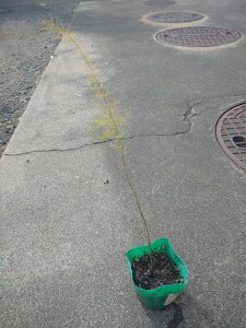 AXpKX̕c@yp[v^[z3|bgAgVAjFf𑽂܂ށAÂ݂炩ił T_ȂǐHły߂܂YʂȂ󏭂ȕił؁@