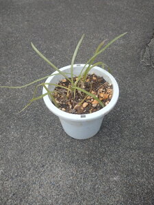 ~jAKpTX̕c@3|bgϊ苭Ȃ̂ŐA܂܂łvIqAKpTX K[fjO@N