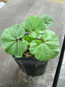 yn[uzR}EN₩ȃu[̃n[ueB[ɁIƃsNFɕω܂IIڂłyރeB[^CR}E@3|bg@yEXxjAICzyeB