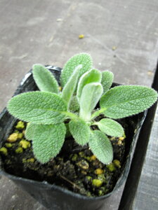 yn[uzYC[΂̃Vo[[tłIԂIy߂܂􃉃YC[@3|bg@y^`Mzyԃn[uƃJ[[tz