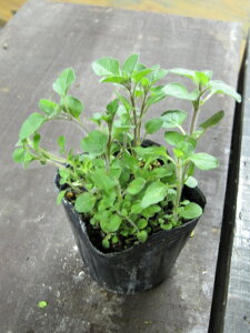 yn[uzIKmg}g`[YƂ̑Qłn[uŃNAbv̐HIKm@3|bg@yCh}Wzyn[uz