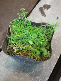 楽天市場 ローマンカモミール 苗の通販