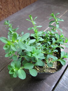 yn[uzZgW[Y[gn[uoXEn[ueB[łǂZgW[Y[g@3|bg@yZCEIgM\EzyAz