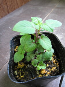 yn[uzxKbg@T[sNRlȍ؂ȉԎpn[ueB[Ŋy݂܂傤xKbg@T[sN@3|bg@y^C}coizyeB[n[uz