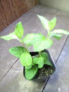 yn[uzjznbJyzNgzy؂߂z{ݗ̕iłIn[ueB[ł肳₩jznbJyzNgzy؂߂z@3|bg@y~gz