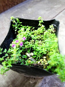 yn[uzN[sO^CybhzOhJo[ɂ҂łIvȐȂ͓̂I킢炵ԂԂ炩Ă܂N[sO^Cybhz@3|bg@