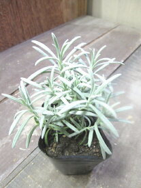 楽天市場 ラベンダー ビリディスの通販