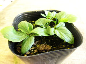 yn[uzoAyZCEJmR\Ez͐T|[gĂ铭܂􍪂ɂ̓}^^r̂悤Ȍʂ܂IoAymJmR\Ez@3|bg@y