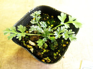 yn[uz[EbhhʂIIԒd̉ɂ߂łI[Ebh@3|bg@yAz