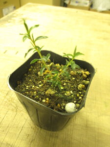 yn[uzeB[c[y}kJzEیʂ܂IV{c[ƂĐlC܂IeB[c[y}kJz@3|bg@yԃn[uƃJ[[tz