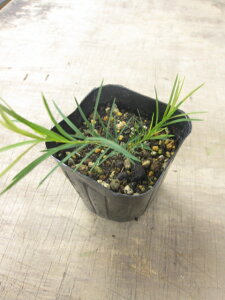 yn[uzeB[c[yzEیʂ܂ǏɂƂĂL₩ȗtƍ̓V{c[ƂĐlC܂IeB[c[yz@3|bg