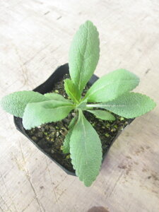 yn[uzzCgZ[W_ȋF̃n[uzCgZ[W̉͋͂ȏ򉻍pƂĂ܂p[Xg[̏򉻁ẼtbVɂǂIzCgZ[W@3|