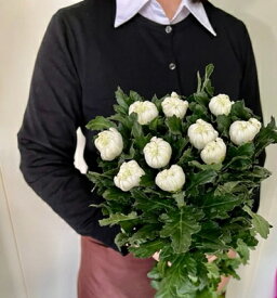 【生花】輪菊　白　10本束（80〜90cm丈）　国産 大菊 切り花お供え お悔やみ 仏壇 彼岸 墓花 墓参り 盆