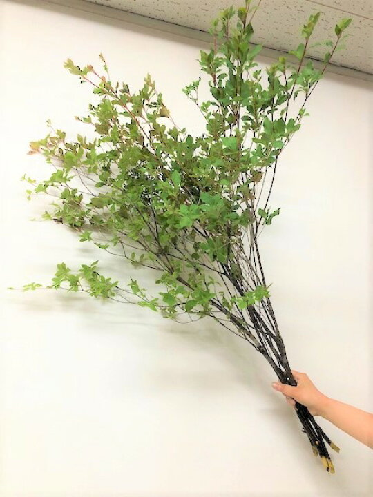 しきみ 根付き 2本セット一対 生花 切り花 おしきみ おしきび シキミ シキビ 樒 お供え お悔やみ 仏壇 枝物 大好評です しきみ 根付き 2本セット一対 生花 切り花 おしきみ おしきび シキミ シキビ 樒 お供え お悔やみ 仏壇 枝物 大好評です