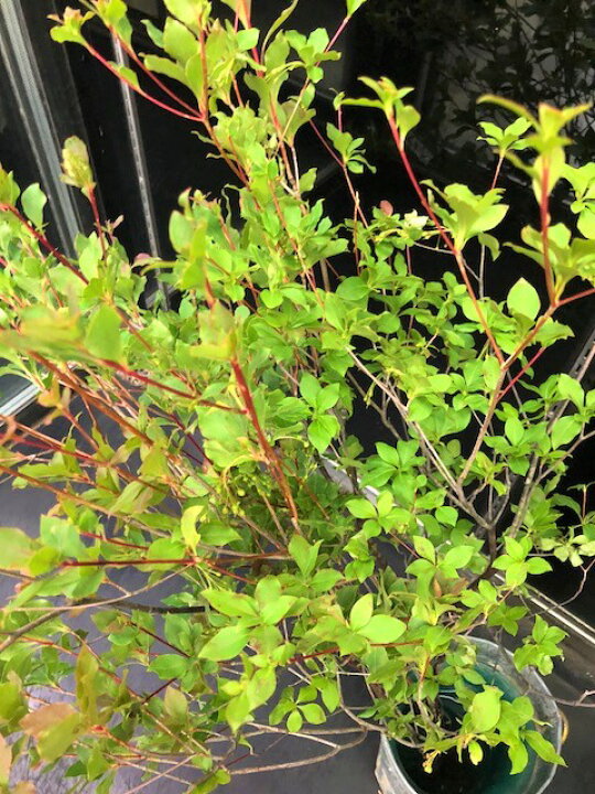 楽天市場 生花 ドウダンツツジ ５本束 90 100ｃｍ丈 枝物 切り花 生け花やお部屋のディスプレイに人気です 爽やかな葉色が素敵な空間を演出してくれますどうだん ドウダンツツジ ５本束 90 100ｃｍ丈 紅葉 福島産 ファーム フローラル