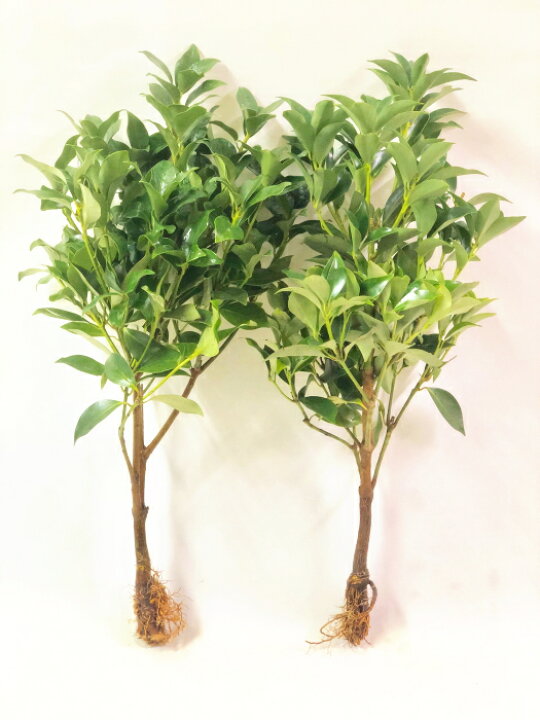 楽天市場 2本 しきみ 根付き ２本セット 一対 生花 切り花 おしきみ おしきび シキミ シキビ 樒 お供え お悔やみ 仏壇 枝物 彼岸 墓花 墓参り 仏前草 香木 切花 盆 ファーム フローラル