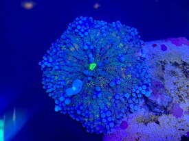 新入荷！【Austraria CDU】オーストラリア産　バブルディスク珊瑚 サンゴ さんご ソフトコーラル