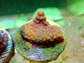 新入荷！　【Austraria CE】　オーストラリア産　コモンサンゴ　Frag　Monti Stellata 　purpleポリプ珍しいです♪【フラグ】 珊瑚　さんご SPS