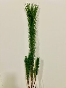 ���� �N�n ���� ��}���@�V���@1�{ 80cm�@2L�T�C�Y�@�ԍ� �N�� �ؓ� �叼 ��