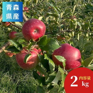 X ̔_@tƂ炸Tӂ 2kg1i9~13ʁjy\񏤕i 1125菇z| XYi OOn lCi ь S  {̉ʕ t[c Y Ԍ