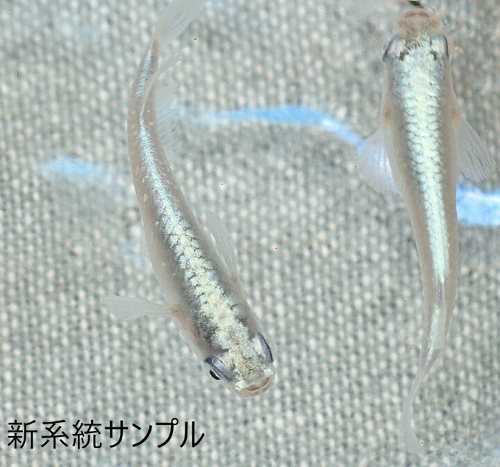 楽天市場 幹之 みゆき 半ダルマメダカ 青系 フォーカス