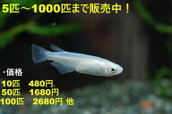 白メダカ