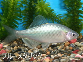 楽天市場】メタリックカネヒラ 各種（ブルー ゴールド ホワイト 