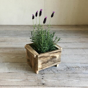 cafemoku TCNEbh v^[{bNX Sԑ ؐ  x_ K[f VRؐ  v^[Jo[ tHAtBI[