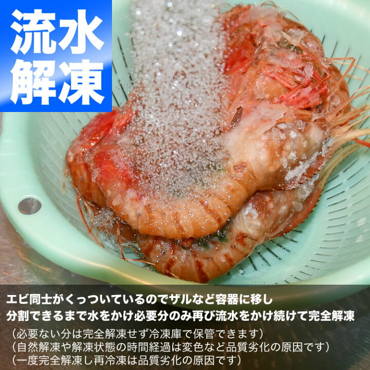 楽天市場 ボタンエビ 子持ち 超特大 1kg前後 14尾前後 えび 海老 卵あり フーズランド北海道