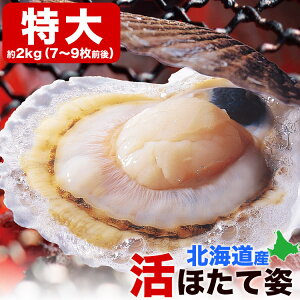 y12{珇zz^e  Lt 2kg O(7`9O) kCY  ق hg H CN iy͂wsI𖳌zyLZszy12{ȍ~͂