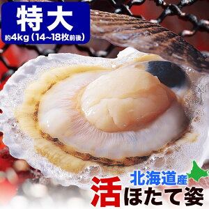 【12月中旬から順次発送】特大ホタテ 活 貝付き 4kg 前後(14〜18枚前後) 北海道産 帆立 ほたて 刺身 生食 海鮮丼 寿司【お届け日指定不可選択無効】【キャンセル不可】【12月中旬以降はご注文