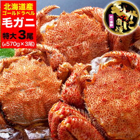 【特大】毛ガニ 570g 前後×3尾セット 北海道産 姿 味噌 けがに 毛がに カニ 蟹 かに 脚 折脚たし脚入る場合があります【年末配送は注文カート内の日付選択または記入欄(備考欄)で指定可能】