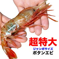 ボタンエビ 超 特大 1kg (14尾前後) 刺身 卵 子 持ち えび 海老 蝦 蛯 ぷりっと甘味ある新鮮急速凍結[ お…
